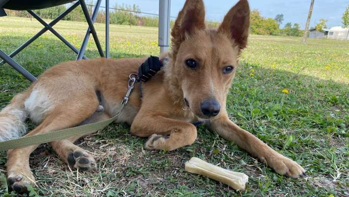 Mudi - Gibt es hier noch weitere ungarische Paprikas?-Beitrag-Bild