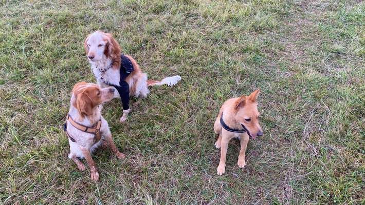 Epagneul Breton-Beitrag-Bild