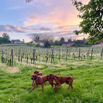 Hundetreffen-Gassi-/Spielkameradin für unsere Rhodesian Ridgeback Hündin gesucht 🐶-Bild