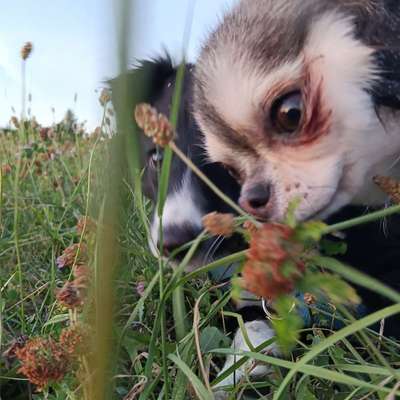 Hundetreffen-Junghundetreffen in Reiser am Grillplatz-Bild