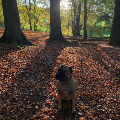 Hundetreffen-Cane Corso treffen-Bild