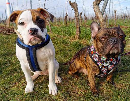 FOTOCHALLENGE 70 - Dein Hund im Auto-Beitrag-Bild