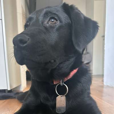 Hundetreffen-Welpentreff/ Junghundtreff-Bild