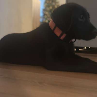 Hundetreffen-Welpentreff/ Junghundtreff-Bild