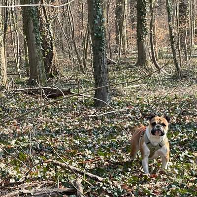 Hundetreffen-Walking friends in the Stadtwald with Lola-Bild