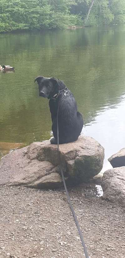 Die Dogorama Monats Challenge "Es grünt und blüht"-Beitrag-Bild