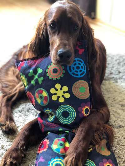 Dein Hund im Dogorama-Kalender 2021-Beitrag-Bild