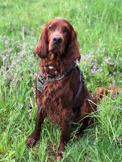 Die Dogorama Kalender Challenge Teil 3/4-Beitrag-Bild