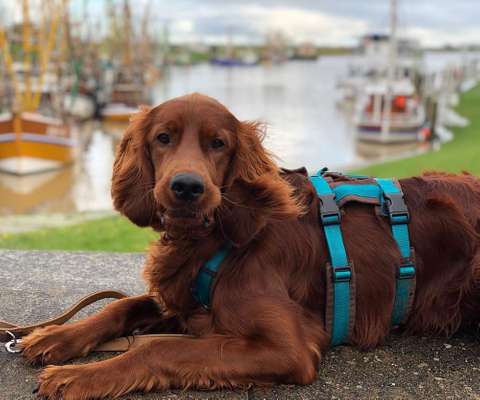 Dein Hund im Dogorama-Kalender 2021-Beitrag-Bild