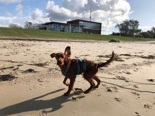 Dein Hund im Dogorama-Kalender 2021-Beitrag-Bild