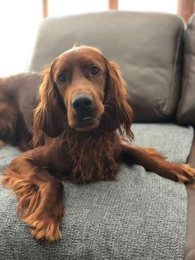 Dein Hund im Dogorama-Kalender 2021-Beitrag-Bild