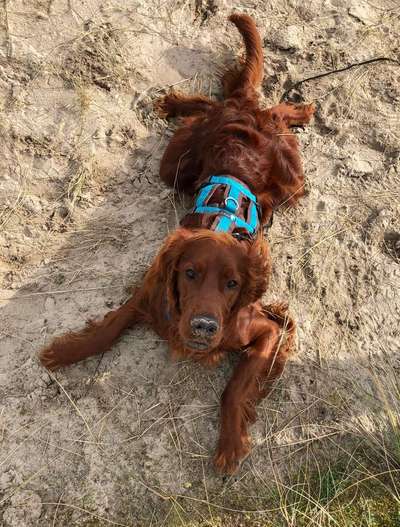 Dein Hund im Dogorama-Kalender 2021-Beitrag-Bild