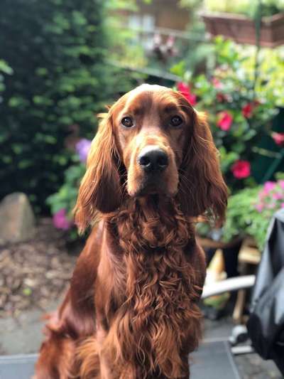 Dein Hund im Dogorama-Kalender 2021-Beitrag-Bild