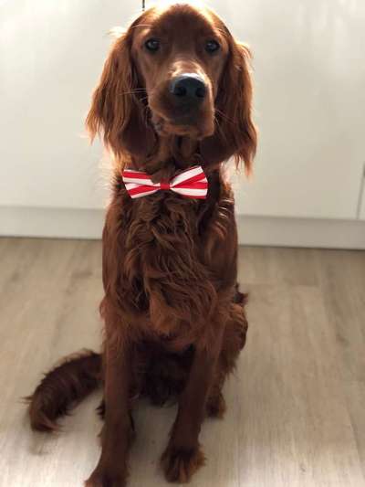 Dein Hund im Dogorama-Kalender 2021-Beitrag-Bild