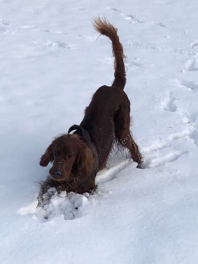 Die Dogorama Wochen Challenge: “Dein Hund im Urlaub”-Beitrag-Bild