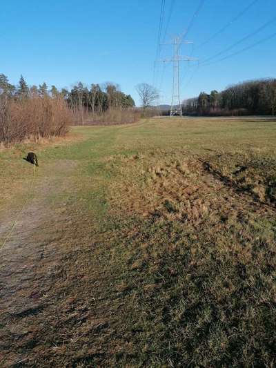 Hundetreffen-Junghund treff/social walk für verspielte Hunde in senne-Bild