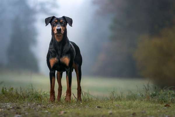 Liebhaber des Deutschen Pinscher gesucht.-Beitrag-Bild