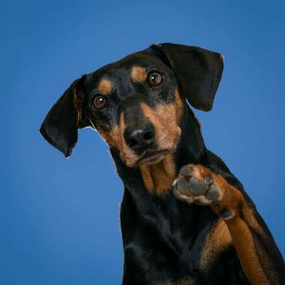 Liebhaber des Deutschen Pinscher gesucht.-Beitrag-Bild