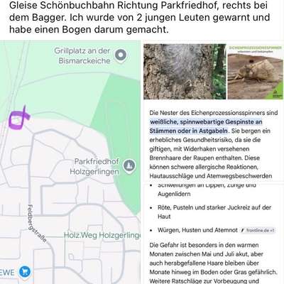 Giftköder-Prozessionsspinner-Bild