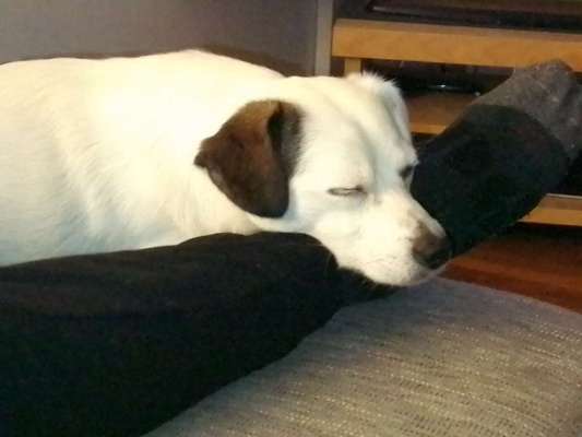 Ein neuer Hund-Beitrag-Bild