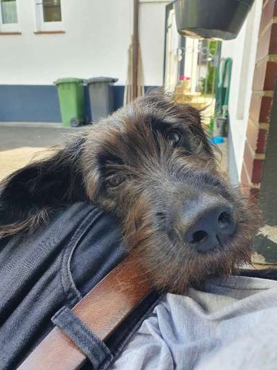 Dogorama Photo Challenge - Hundeblick zum hinschmelzen-Beitrag-Bild