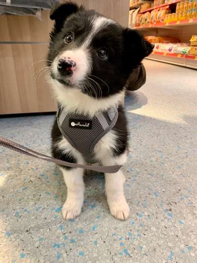 Als Welpen sind sie alle noch süßer-Beitrag-Bild