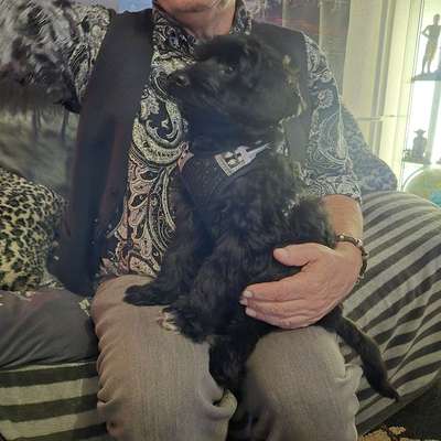 Hundetreffen-Welpentreffen in Bümpliz für kleine Hunde-Bild