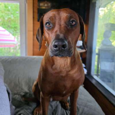 Hundetreffen-Rhodesian Ridgeback Gassirunde-Bild