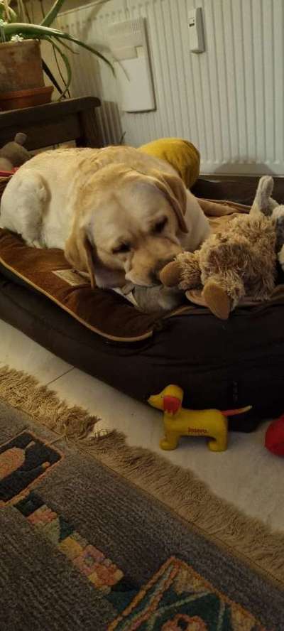 Labradorfans-Beitrag-Bild