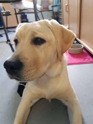 Labradorfans-Beitrag-Bild