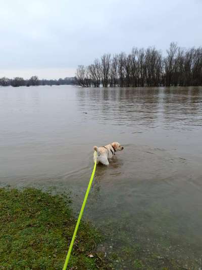 Labradorfans-Beitrag-Bild
