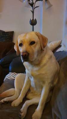 Labradorfans-Beitrag-Bild