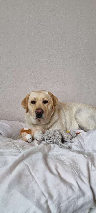 Labradorfans-Beitrag-Bild