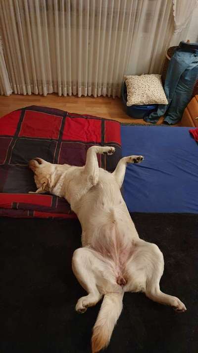 Labradorfans-Beitrag-Bild