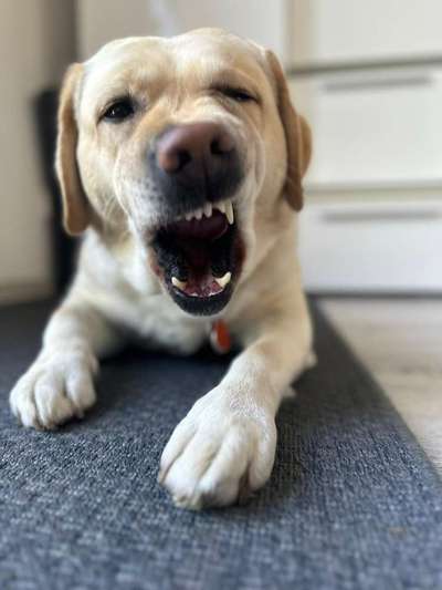 Labradorfans-Beitrag-Bild