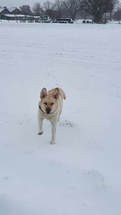 Labradorfans-Beitrag-Bild