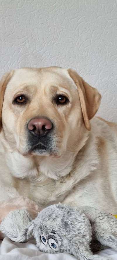 Labradorfans-Beitrag-Bild