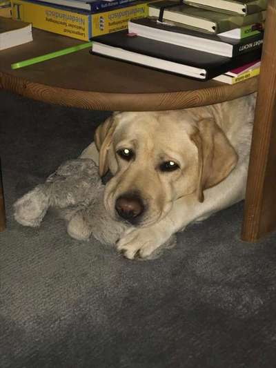 Labradorfans-Beitrag-Bild