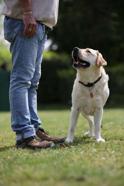 Labradorfans-Beitrag-Bild