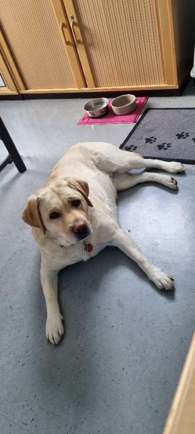 Labradorfans-Beitrag-Bild