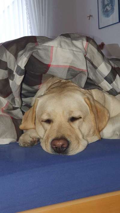 Labradorfans-Beitrag-Bild