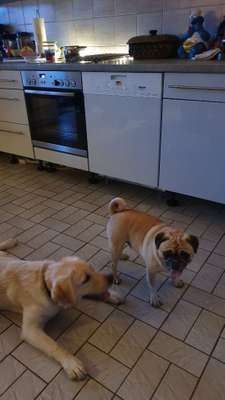 Labradorfans-Beitrag-Bild