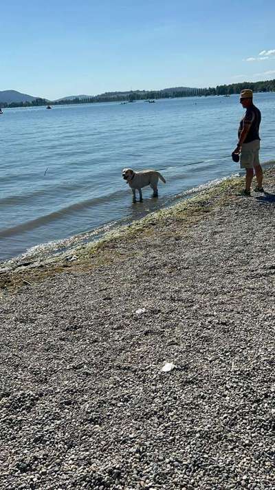 Reisen mit Hund – Eure Erfahrungen und Tipps! 🐾☀️-Beitrag-Bild