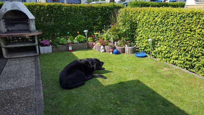 Labradorfans-Beitrag-Bild