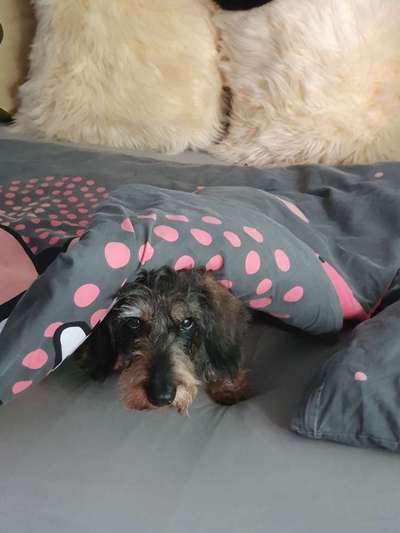 Große Dackel-Parade in Regensburg geplant - Was denkt ihr?-Beitrag-Bild