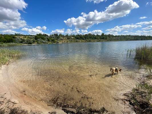 TierschutzhundeStammtisch🐕-Beitrag-Bild