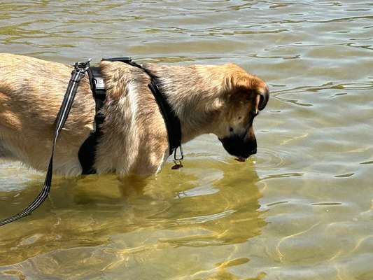 TierschutzhundeStammtisch🐕-Beitrag-Bild