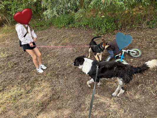 TierschutzhundeStammtisch🐕-Beitrag-Bild