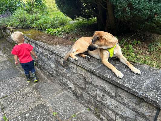 TierschutzhundeStammtisch🐕-Beitrag-Bild