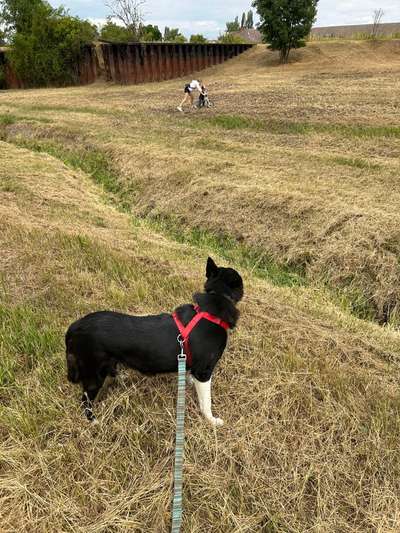 TierschutzhundeStammtisch🐕-Beitrag-Bild